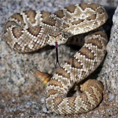 las vegas rattlesnake.